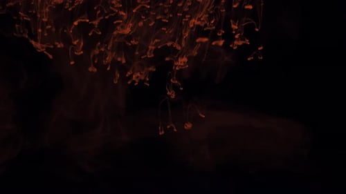 Red-Orange Ink Plumes Flowing in Black Liquid