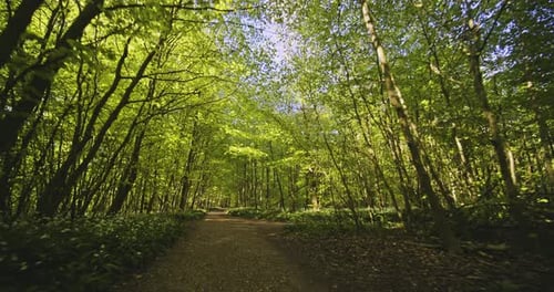 Sendero y luz del sol asomándose a través de exuberantes árboles verdes en medio del bosque