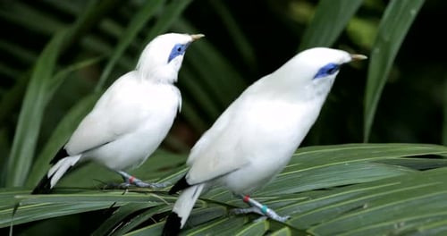 Exotic White Birds with Blue Eyes on Greenery