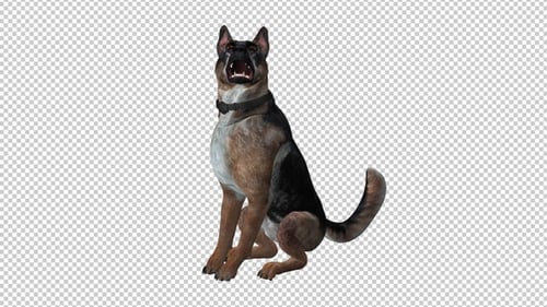 Dog - German Shepherd - Seating and Barking - Loop