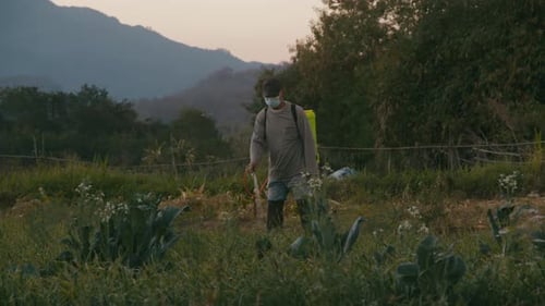 Asian Farmer Treats Crops in the Field with Chemicals Chiang Mai Thailand