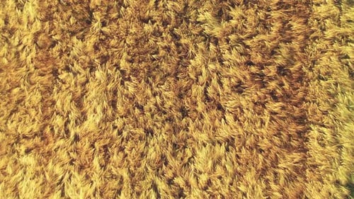 Wheat field in summer