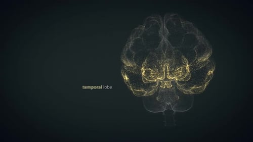 Présentation colorée des régions du cerveau humain. Parfait pour l'apprentissage.