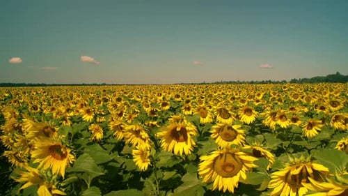 Field Full of Sunflowers in Summer
