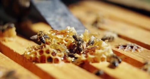 Bees on Honeycomb with Fresh, Golden Honey