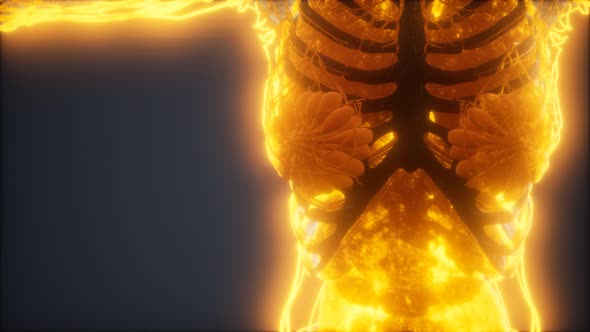 Colorful Human Body Animation Showing Bones and Organs, Miscellaneous ...