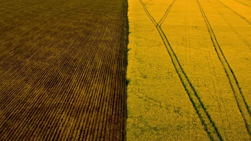 Top View Brown Wheat Field and Yellow Rapes Field