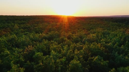 Red rays of the setting sun over treetops. Dark green forest against the beautiful sunset.