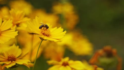 Busy bee working on flower