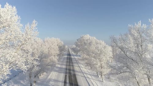 Ice Trees With Road