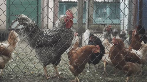 Close-up of Chicken Walking Behind Metal Lattice. Farm Animals Strolling on Farm. Concept of Rural