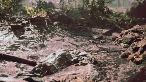 Small Creek Runs Through a Wide Valley Full of Fallen Leaves