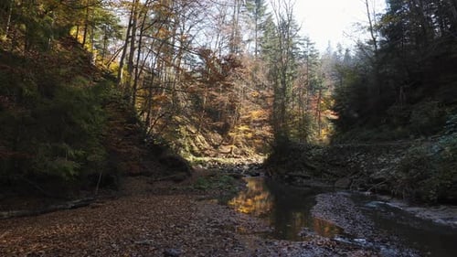 Fluss in einem schattigen Wald