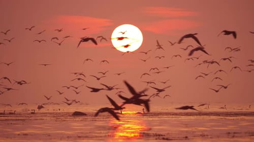 Amanecer