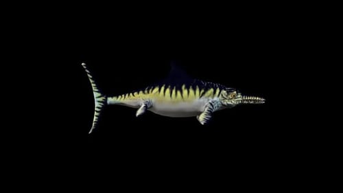 Realistic 3D Ichthyosaur Prehistoric Marine Reptile Swimming Animation