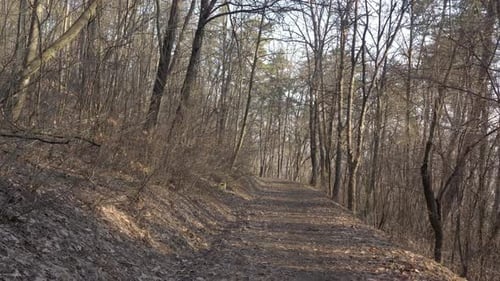 Forest path by early morning 4K aerial video