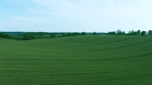 Flying Over a Green Wheat Field, Agricultural Industry. Natural Texture Background in Motion