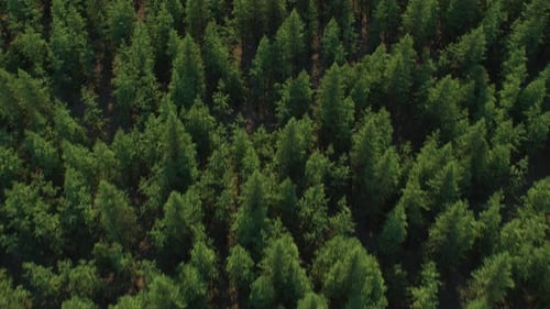 Luftbild aus dem Wald