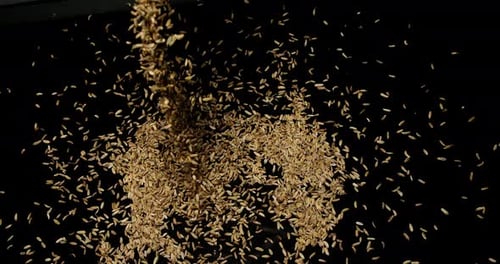 Seeds of Fennel, foeniculum vulgare Falling against black Background, slow motion 4K