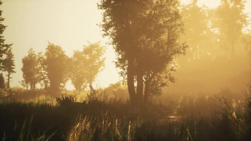 Une lumière vive tombe dans la forêt sombre