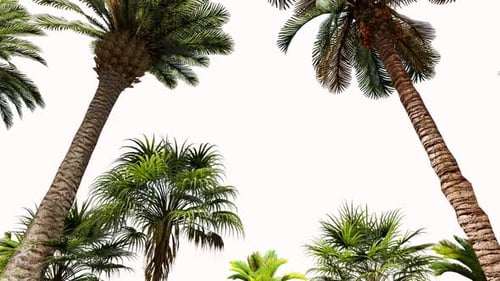 Palms
