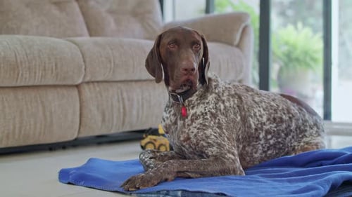 Regal Dog Relaxes on Blue Blanket Inside