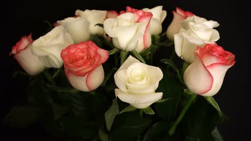 Rotierende weiße rosa Rosen auf dem Hintergrund.