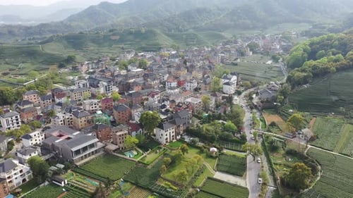 Tea plantation in mountain