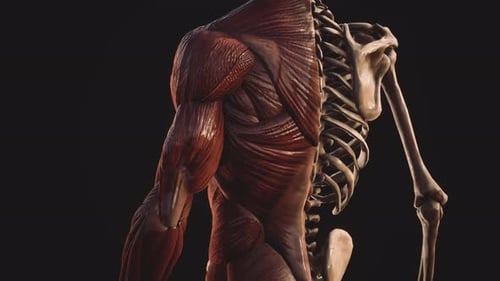Human Body Muscular and Skeletal System 3D Animation