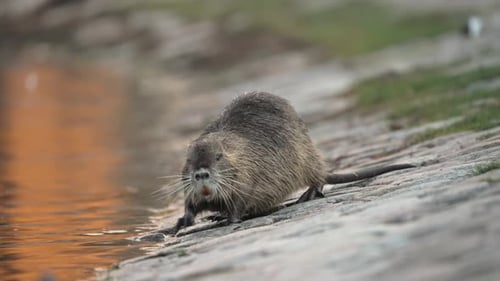 Neugierige Nutria erkundet das Ufer eines Sees bei Tageslicht; es ins Wasser, flacher Fokus