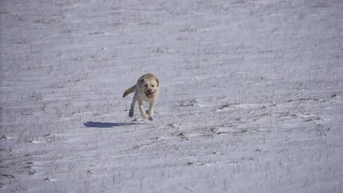 Golden Retriever läuft draußen im Schnee