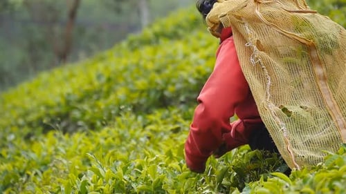 Female Indian Farmer Collects Foliage From Lush Shrubs at Highland. Local Worker Picks Fresh Leaves