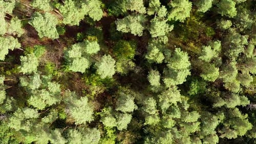 Tops of light green trees. Flying over the forest in summer. Tall trees in woodland.