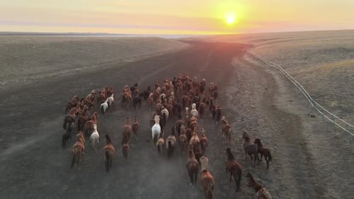 Wild Horses Running