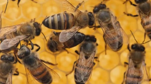 Honey Bees