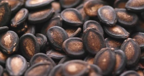 Black Melon Seed