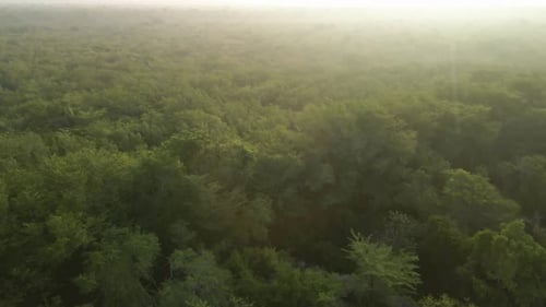 Green Wild Jungle At Sunrise