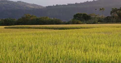 Rice field under sunlight flare