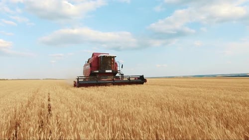Combine Harvester Gathers the Wheat Crop. Wheat Harvesting Shears. Combines in the Field Food