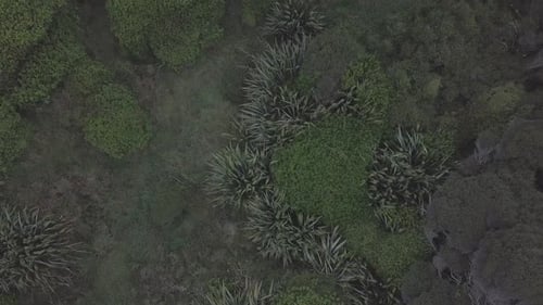 Volando sobre las hojas