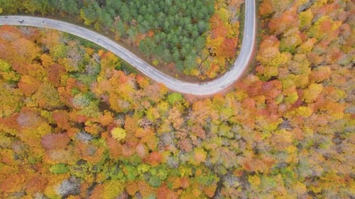 Aerial View of Winding Road Through Autumn Forest