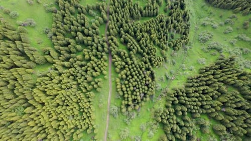Pine Forest Aerial Footage
