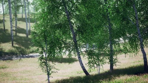 Birch Forest in Sunlight in the Morning