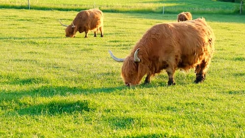 Highland Cattle Grazing in a Green Meadow
