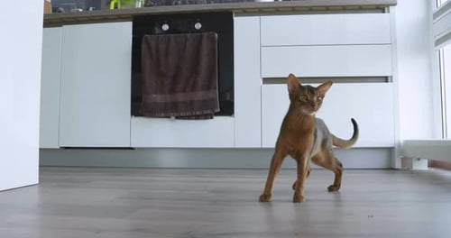 Young Purebred Abyssinian Cat Playing with a Mouse