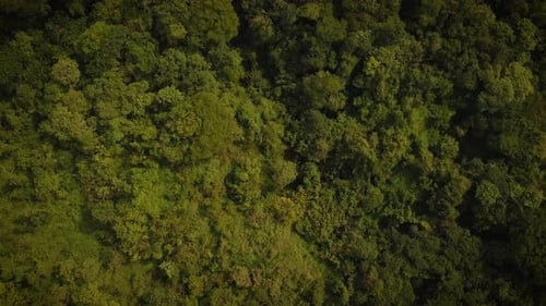 Drohnenaufnahme dichter Regenwälder im Amazonas.