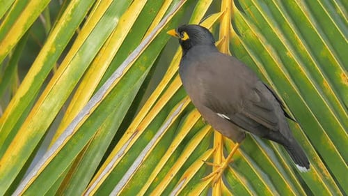 Mynah bird on palm branch