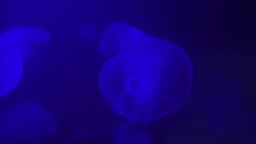 Jellyfish Swims Under Water in Aquarium