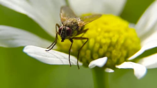 Fly Feeding on Daisy Flower Macro Shot