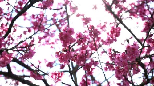 Sakura